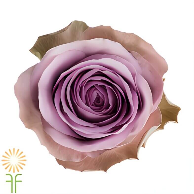 Lavender Tiara Roses