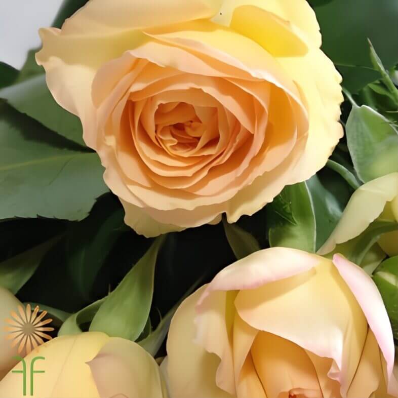 Light Peach Citrine Gem Garden Spray Roses