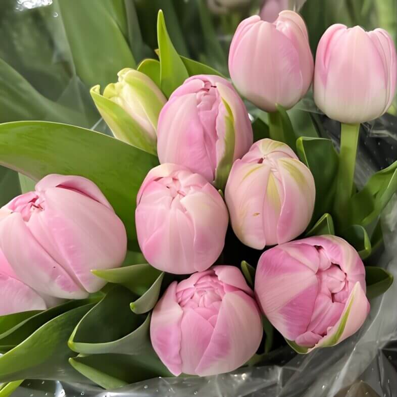 Light Pink Double Peony Tulips