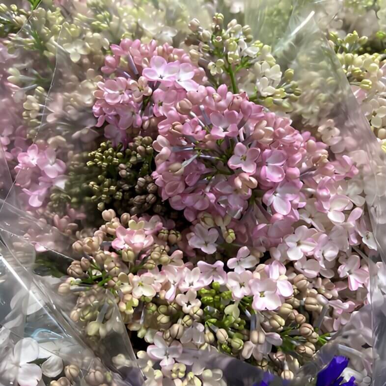 Light Pink Lilac (Dutch)