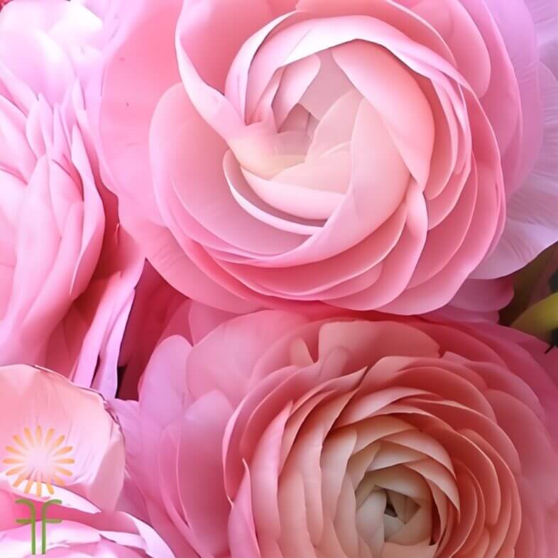 Light Pink Elegance Ranunculus