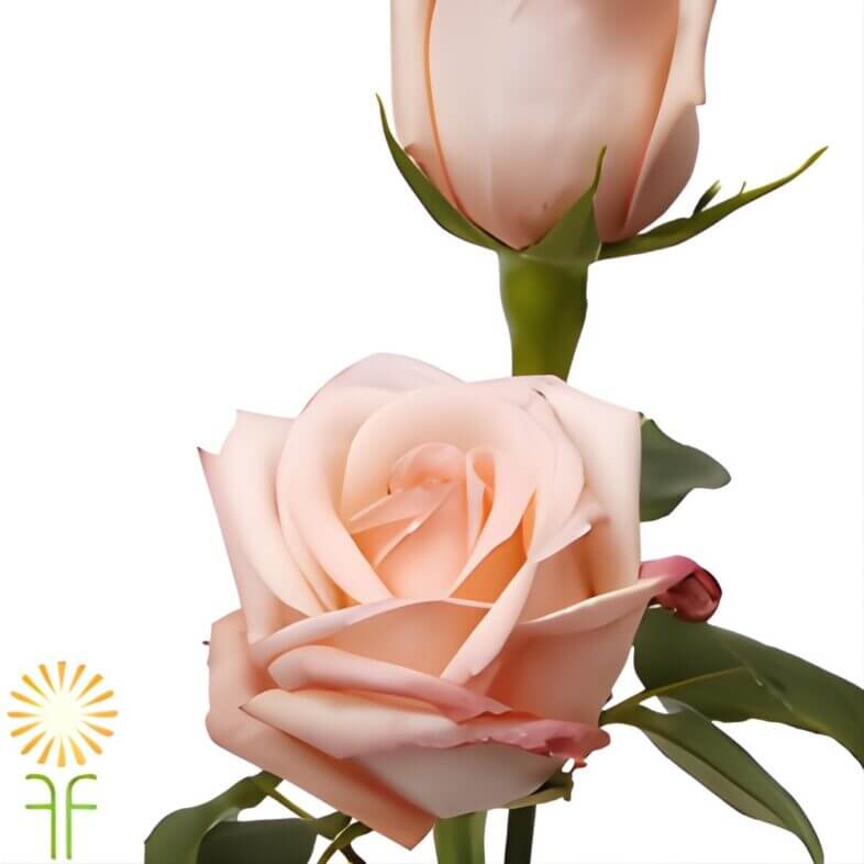 Light Pink Engagement Roses