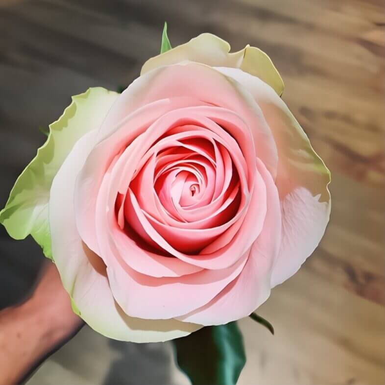 Light Pink Frutteto Roses