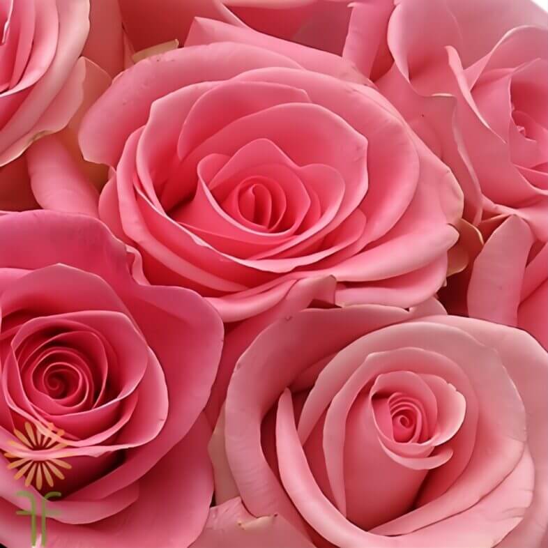 Light Pink Light Orlando Roses