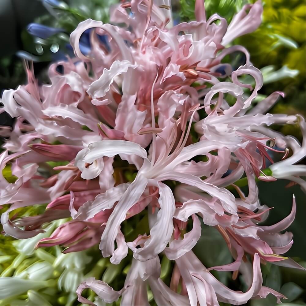 Light Pink Nerine Lily
