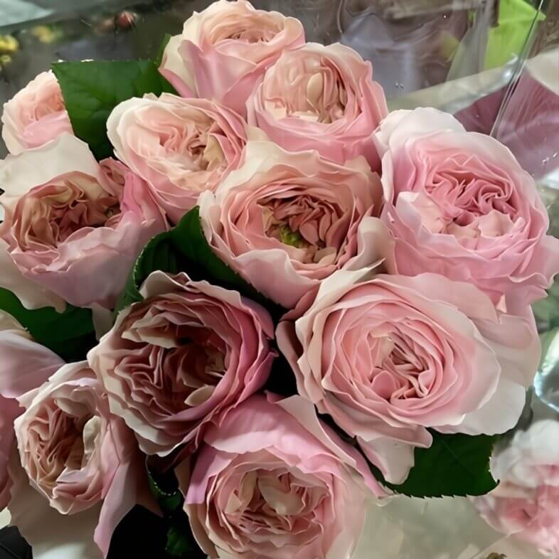 Light Pink Princess Hoshiko Garden Roses