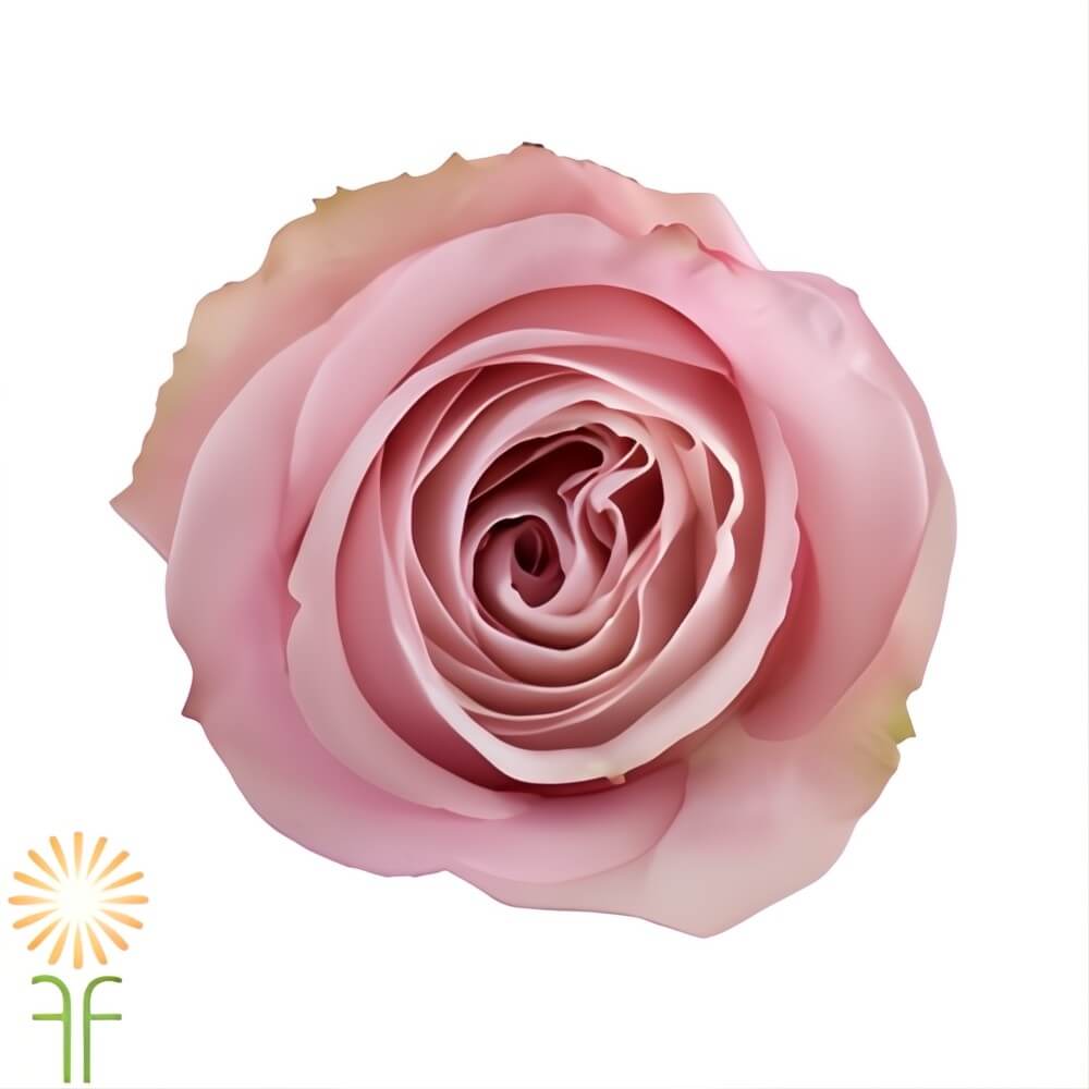 Light Pink Secret Garden Roses