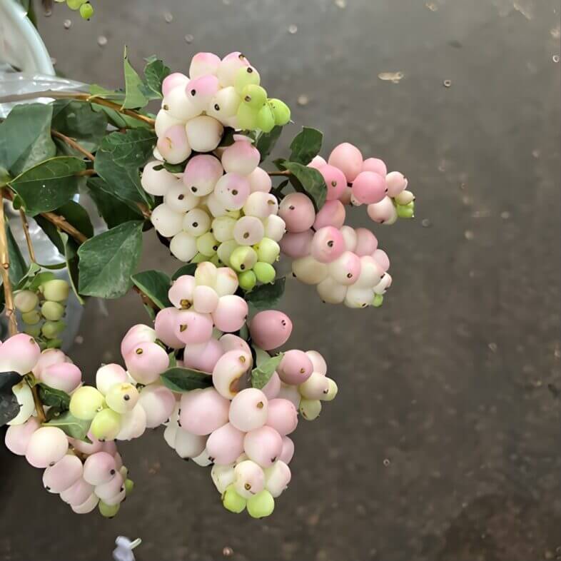 FreshCut Wholesale Pink Flowers for Weddings and Events Fabulous Florals