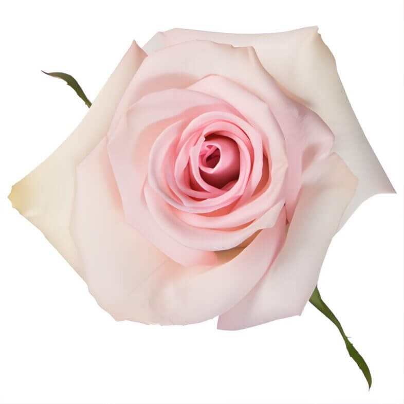 Light Pink Sophie Roses