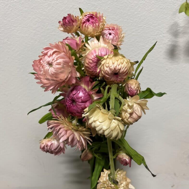 Light Pink Strawflower