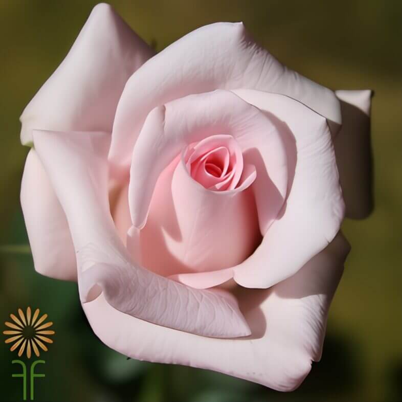 Light Pink Sweet Akito Roses