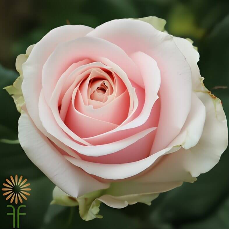 close-up wholesale light pink sweet avalanche rose