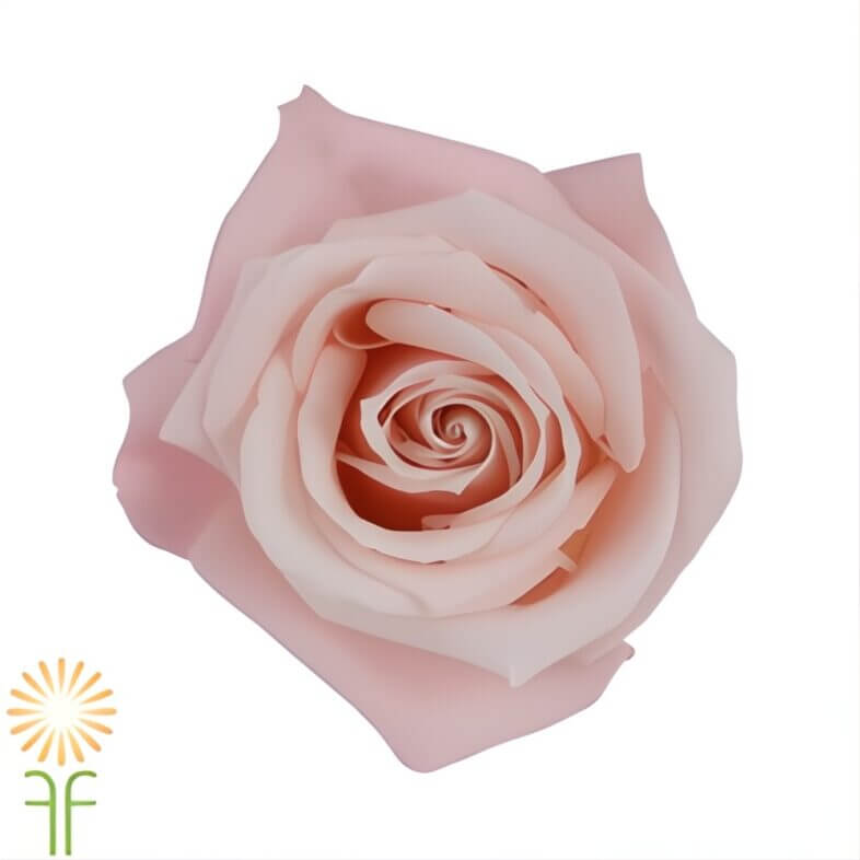 Light Pink Sweet Escimo Roses