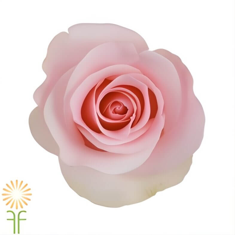 Light Pink Titanic Roses