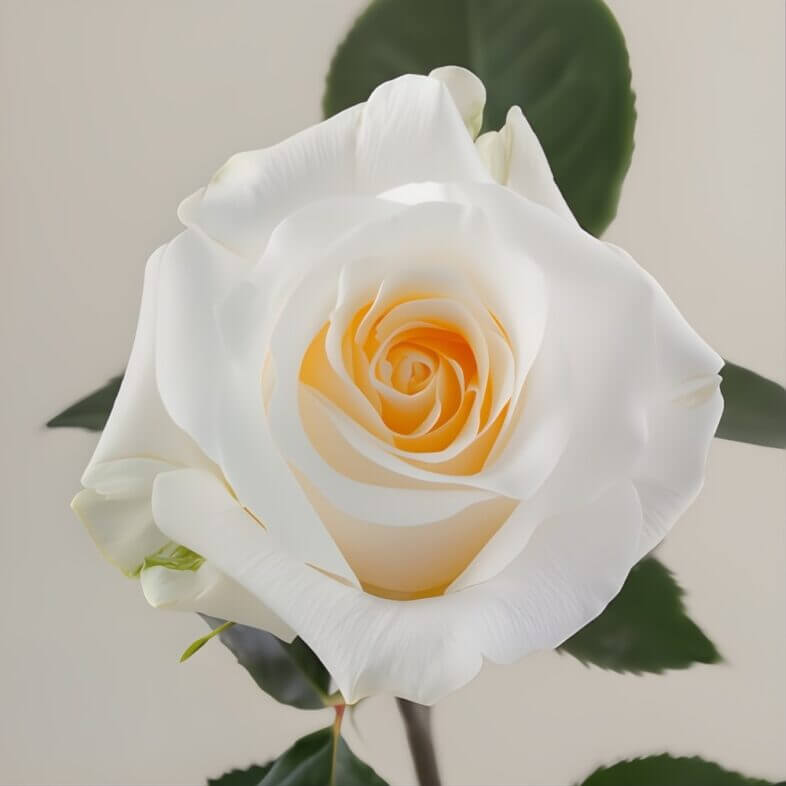 Light Yellow Creme de la Creme Roses