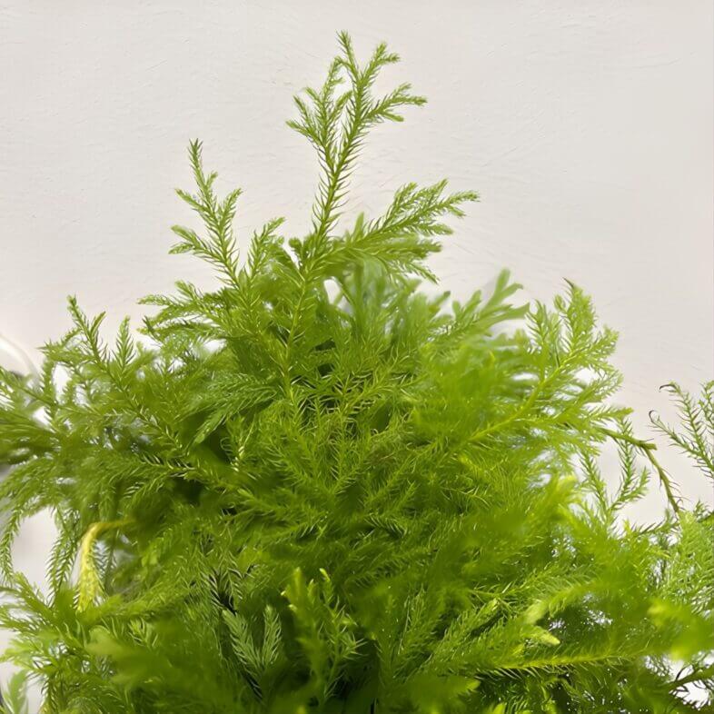 Lycopodium