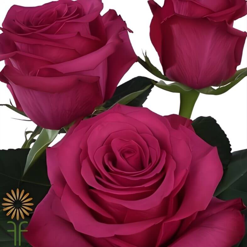 Magenta Roseberry Roses