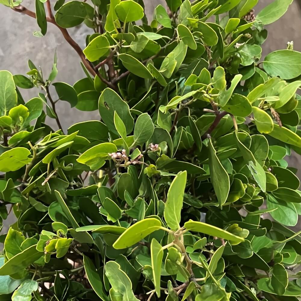 Buy Wholesale Manzanita Branch with Leaves, 4' Online – Guaranteed Fresh