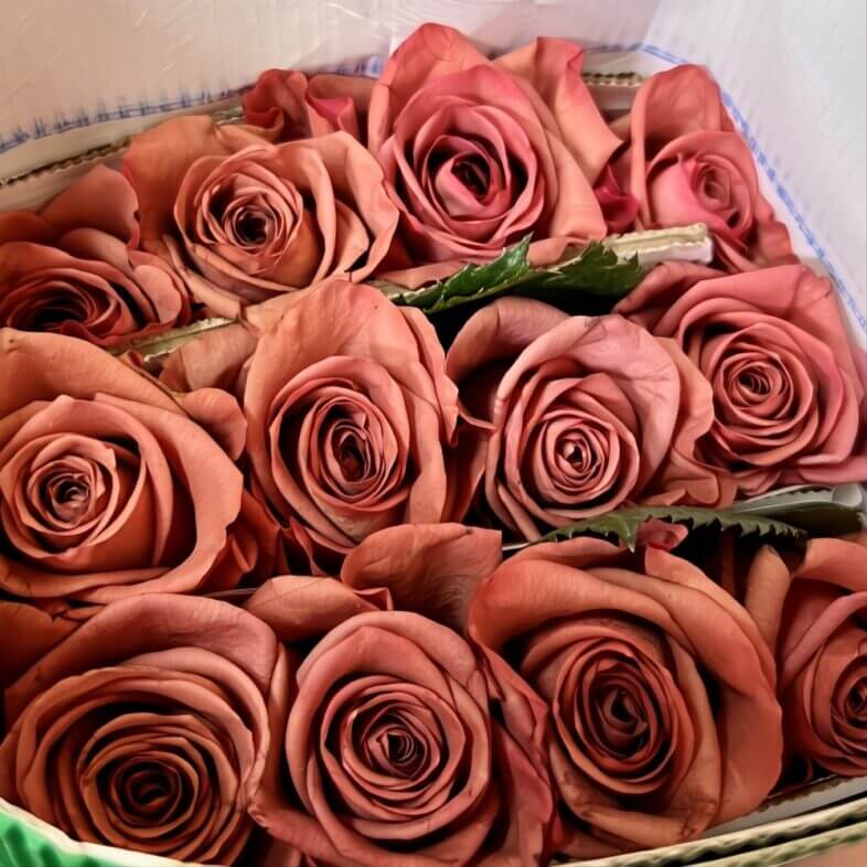Mauve Barista Roses