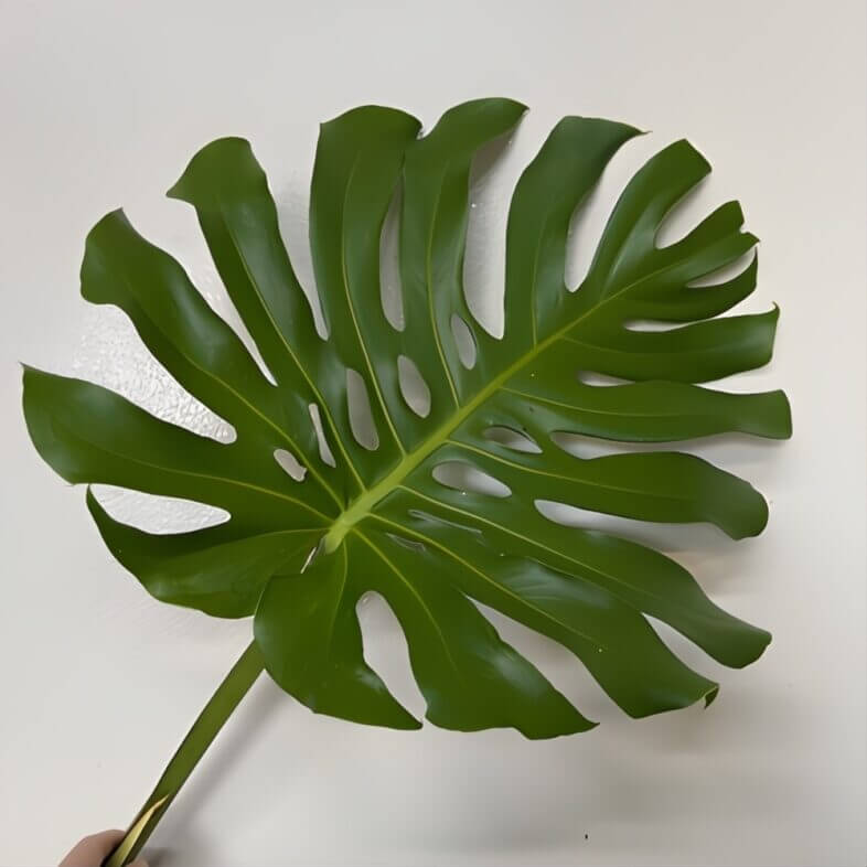Monstera Leaves-large