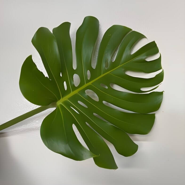 Monstera Leaves-medium