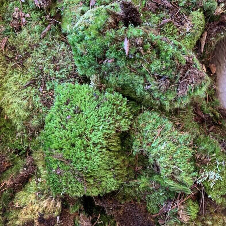 Mood Moss