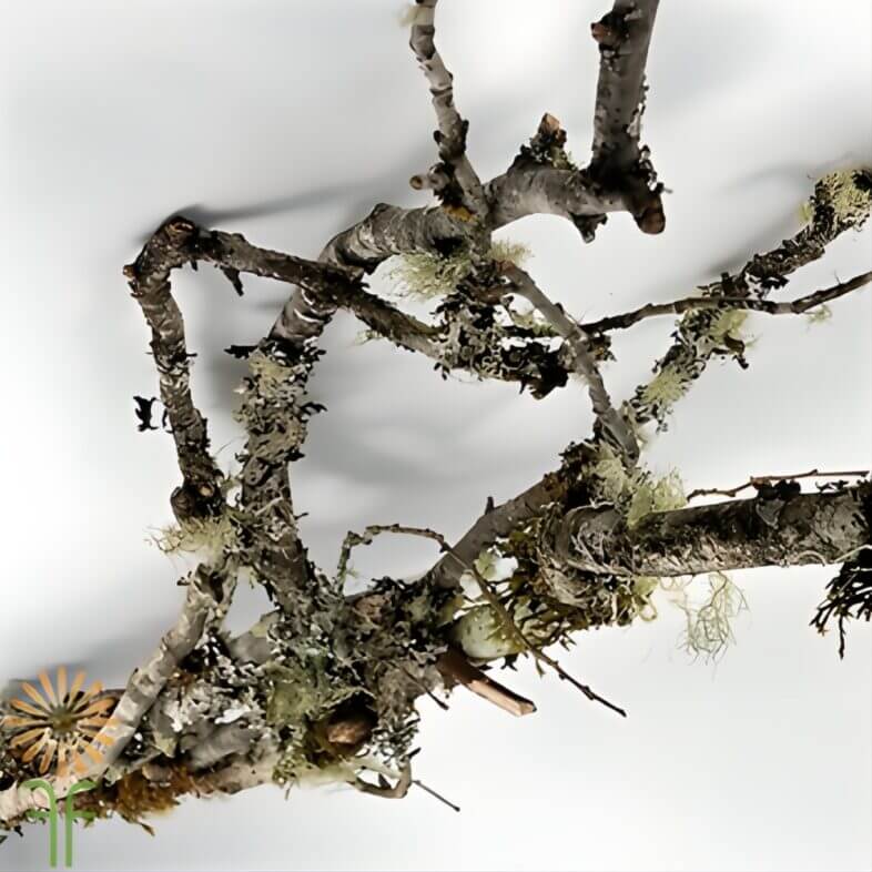 Mossy Branches