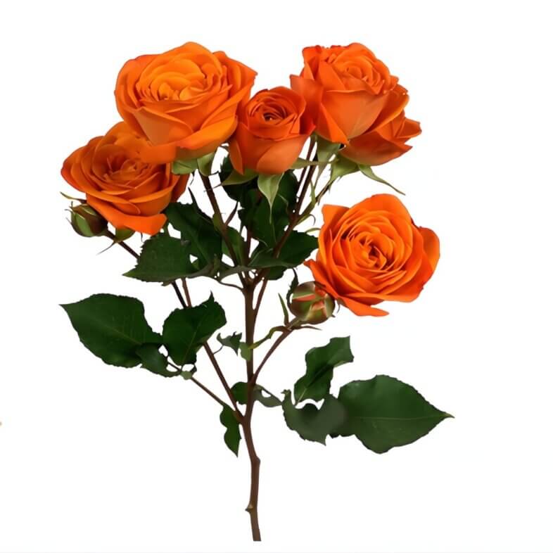 Orange Babe Spray Roses