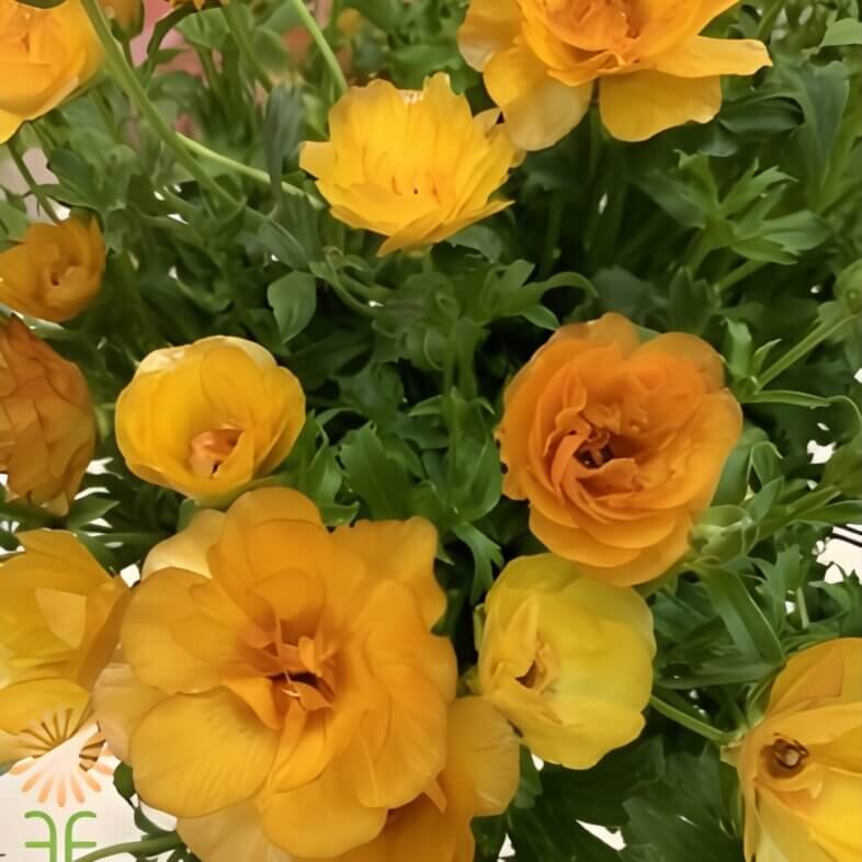 Orange Butterfly Ranunculus