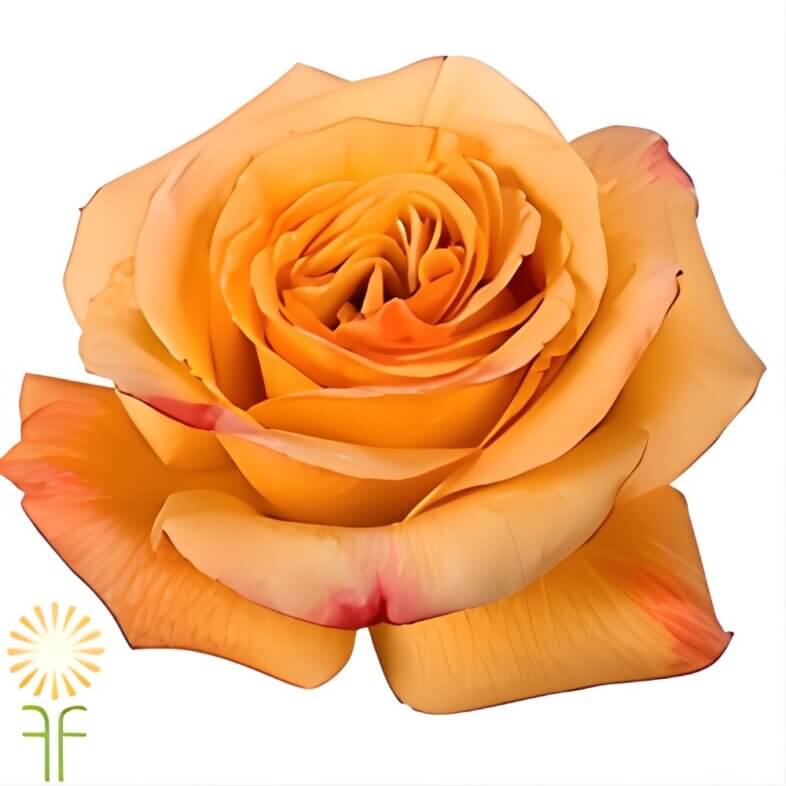 Orange/Gold Capriccio Roses