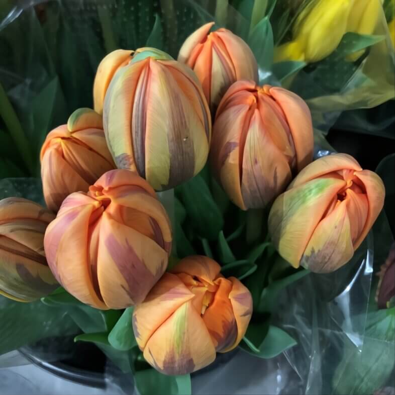 Wholesale orange double tulips for bold spring DIY arrangements
