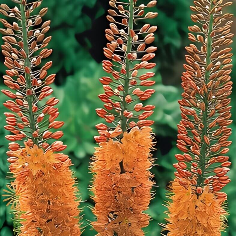 Orange Eremurus