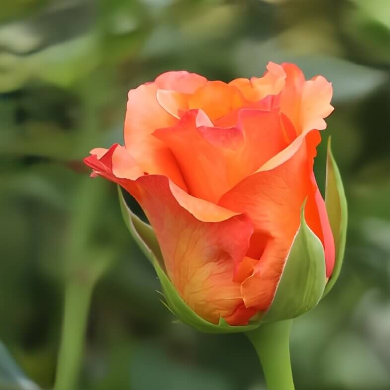 Orange Milva Roses
