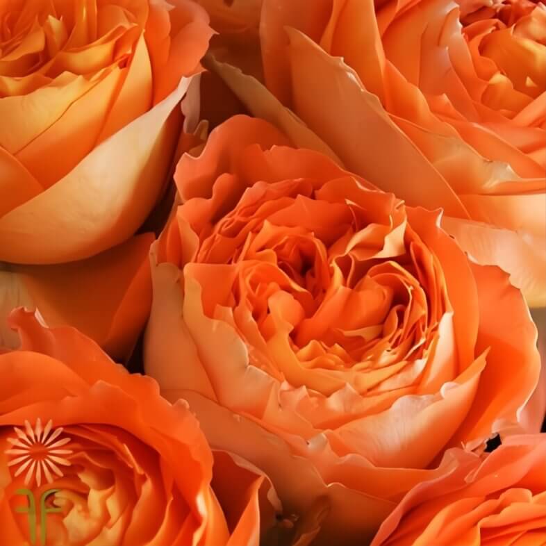 Orange Romantica Garden Roses