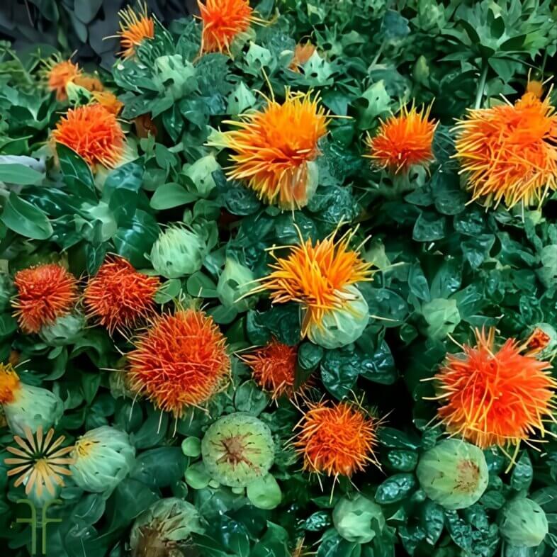 Orange Safflower