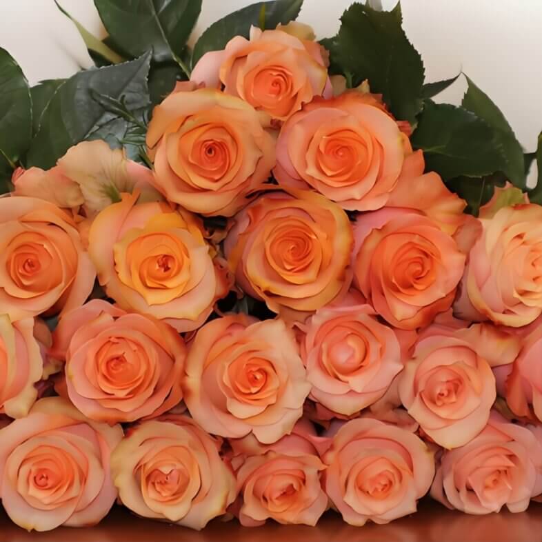 Orange Twilight Roses