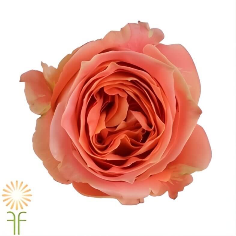 Orange Wild Spirit Roses