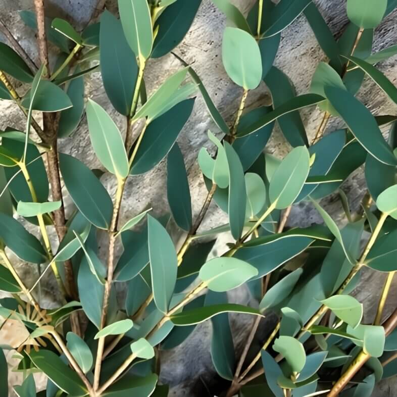 Parvifolia Eucalyptus
