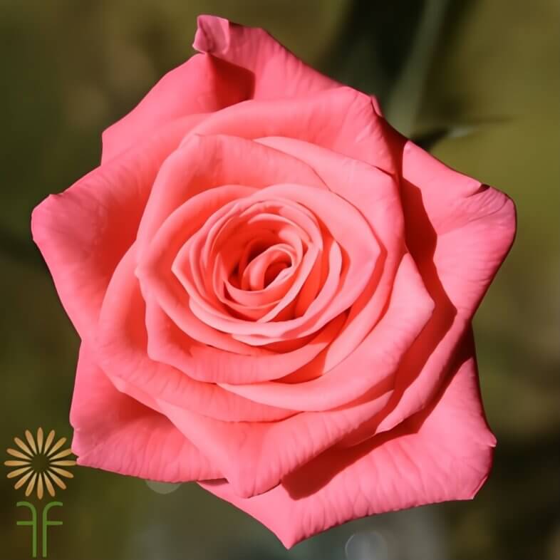 Peach/Coral Tangelo Sweetheart Roses