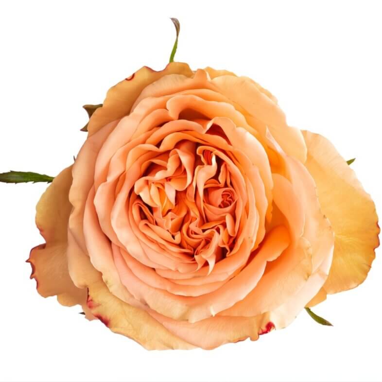 Peach Country Home Roses