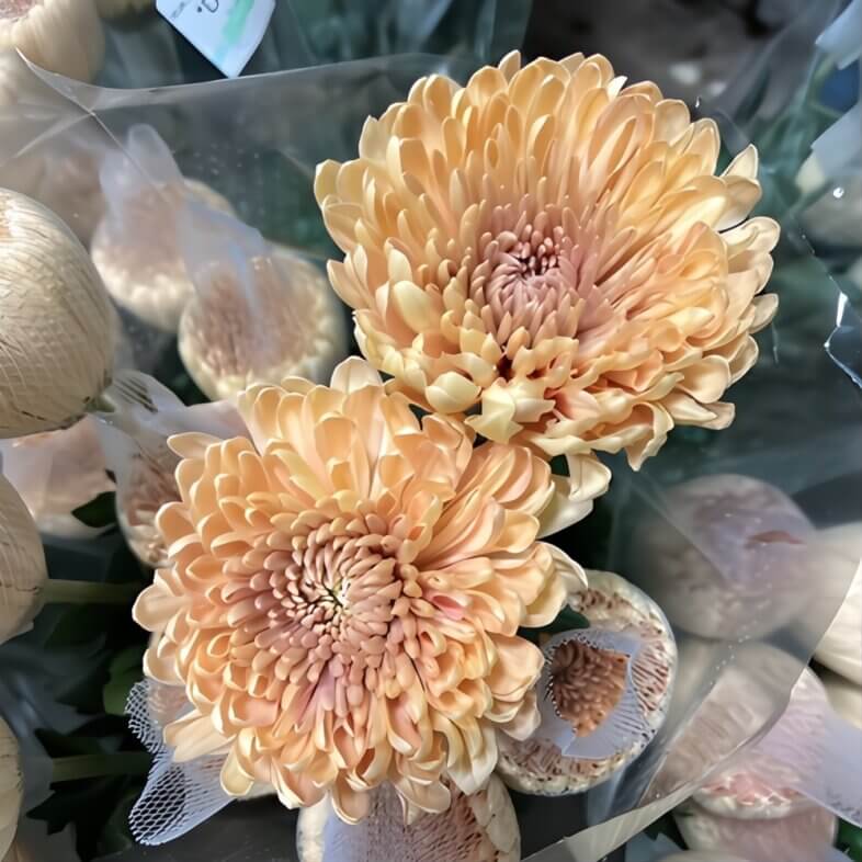 Peach Disbud Cremone Mums