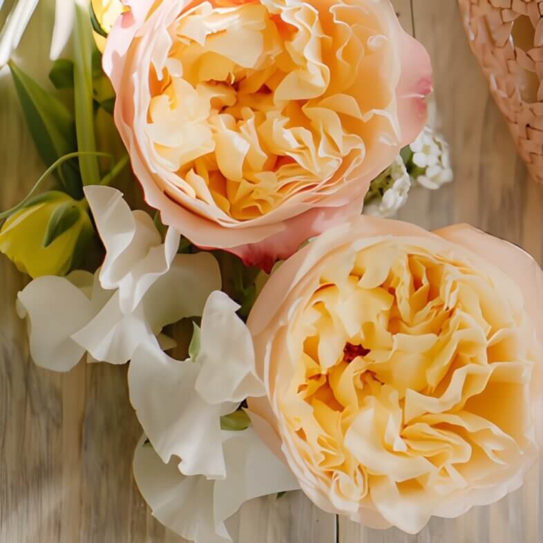Peach Edith Garden Roses