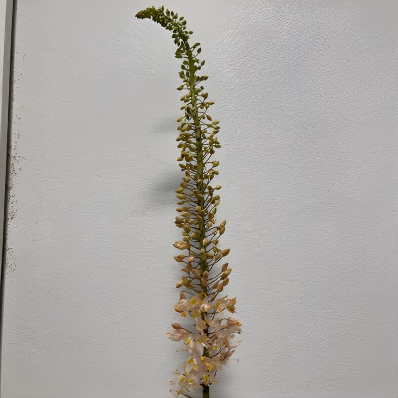 Peach Eremurus