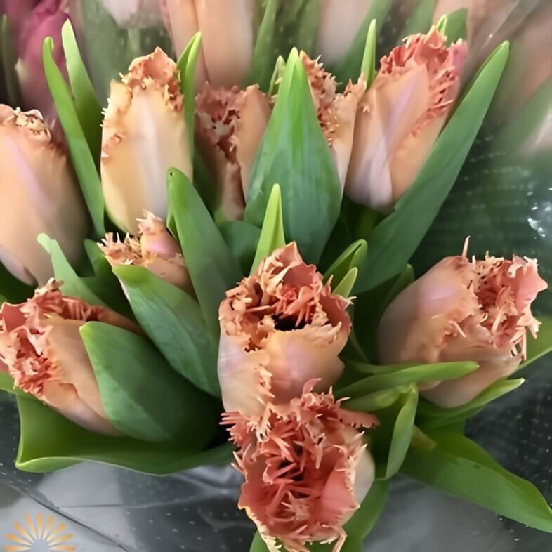 Peach Frizzle Tulips