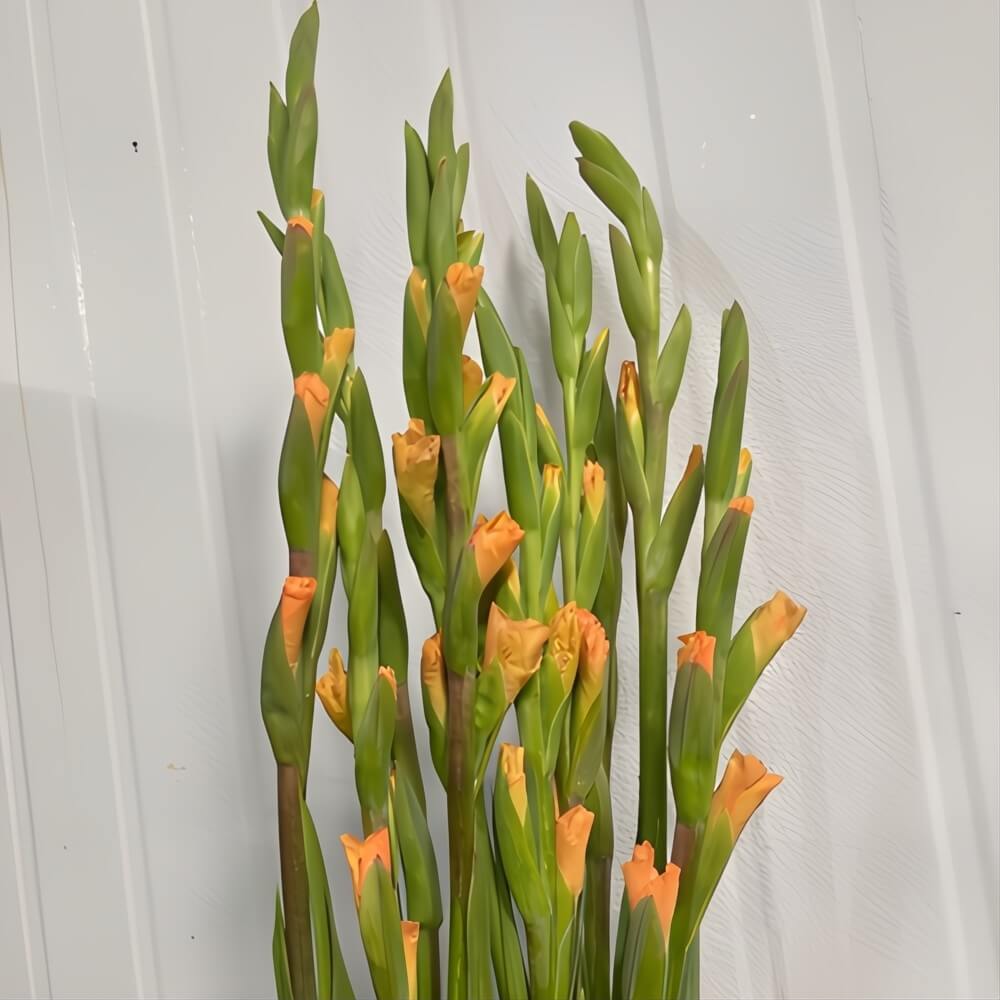 Peach Gladiolus