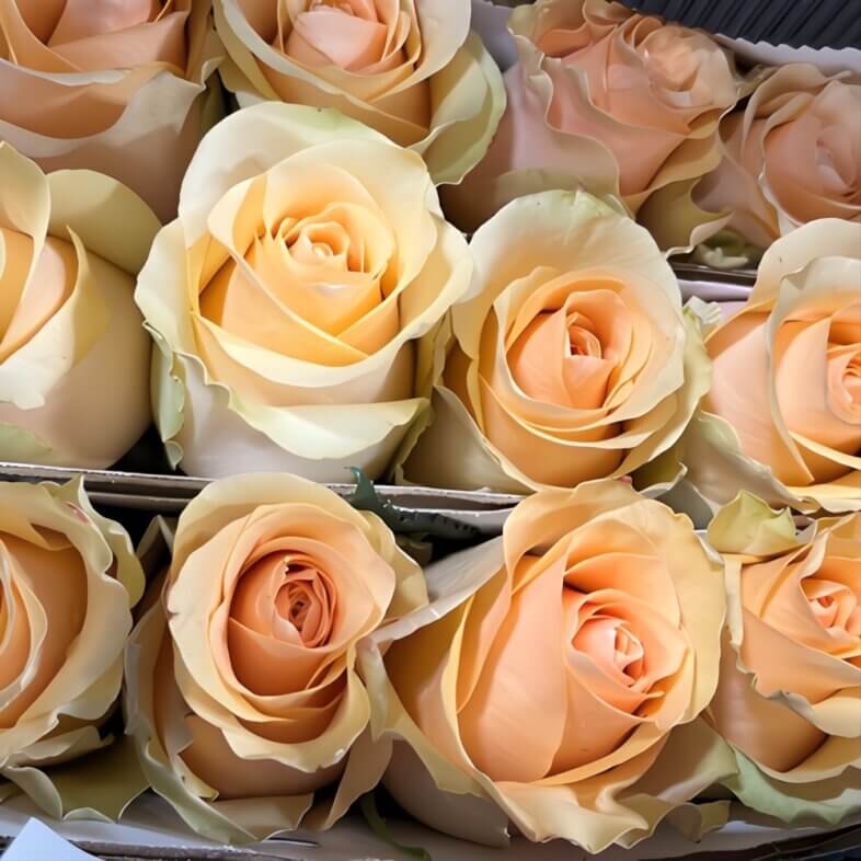 Peach Nectarine Roses
