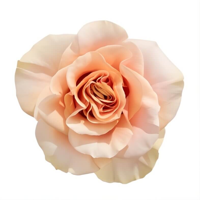 Peach/Pink Phoenix Roses