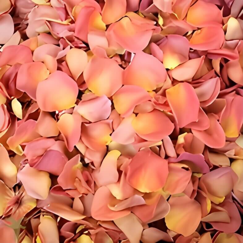 Peach Rose Petals