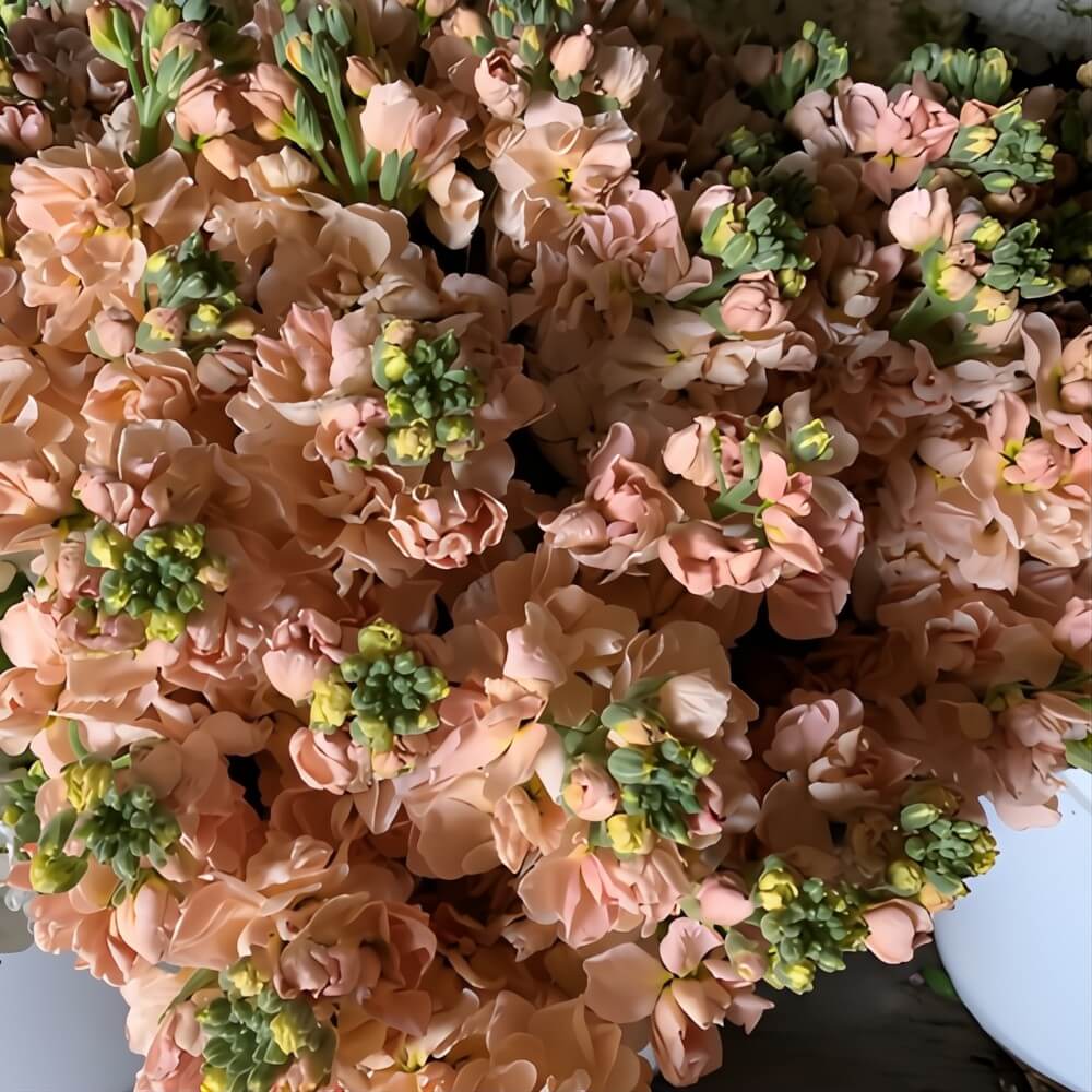 Wholesale-Peach-Stock-Flowers