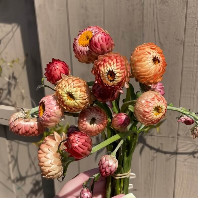 Peach Strawflower